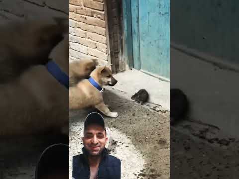 funny video #dog #funny #animals #doglover #pets