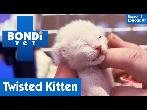 Kitten Has A Twisted Leg 🐱 | Bondi Vet Season 7 Ep 7 | Bondi Vet Full Episodes