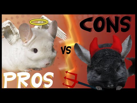 PROS & CONS of Owning a CHINCHILLA | CUTE BUT MESSY!?