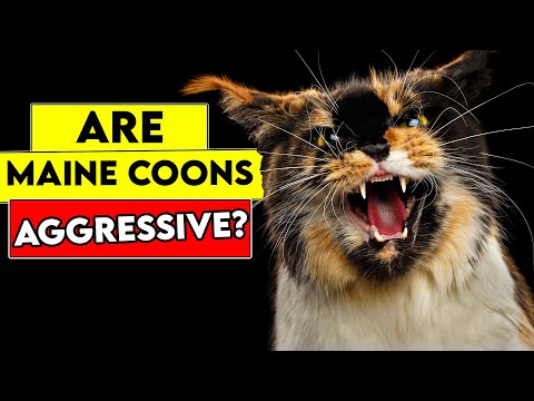 Are Maine Coon Cats Aggressive? The Truth!