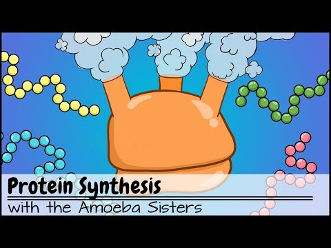 Protein Synthesis (Updated)