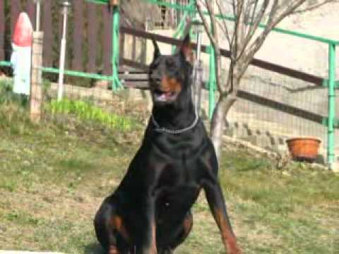 Nas Kuza video