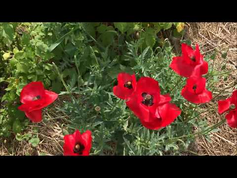 Gartenrundgang 2017 – Henry's Mulch Garten www.mulchgarten.de