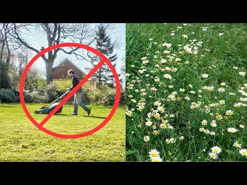 Don't Mow Your Lawn - Turn Your Yard Into a Meadow!
