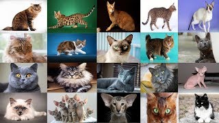Kedi Cinsleri  – 69 FARKLI KEDİ TÜRÜ !!
