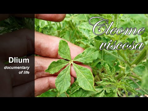 Asian spiderflower (Cleome viscosa) - part 2