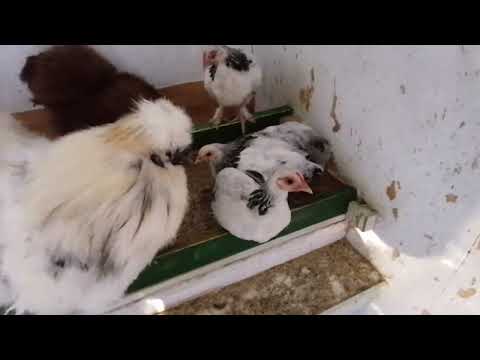 Neues von Müller's Hühnerfarm 🐔 🐓 🐣 Seidenhühner Zwergsundheimer Silverudds blå Küken