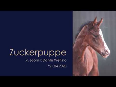 Zuckerpuppe – Stutfohlen von Zoom x Dante Weltino – Mai 2020