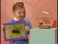 Elmo S World Bugs DVD Rip