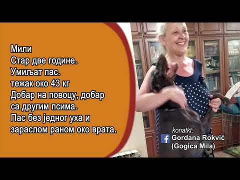 "Šapa na dlanu" 10.05.2025. - Dunav Televizija