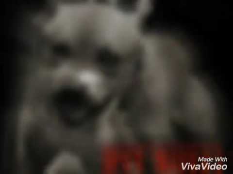 Chase Bandz~ The revenge if a dog