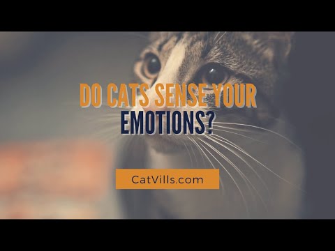 Do Cats Feel Your Emotions