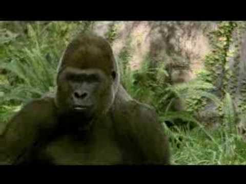 Funny animal videos - Bud Light, Apes