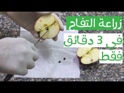 , title : 'طريقة زراعة التفاح في المنزل من البذور || تعلم زراعة التفاح من البذور في 3 دقائق فقط'