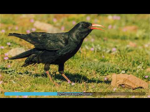 Čavka červenozobá (Pyrrhocorax pyrrhocorax) — správanie, biotop a hlas