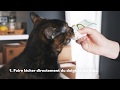 Administrer De La Pâte Laxative à Un Chat
