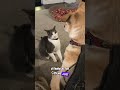 Feisty Feline RxCKSTxR Comedy Voiceover