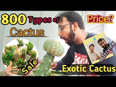 download lagu mp3 mp4 Cactus India, download lagu Cactus India gratis, unduh video klip Cactus India