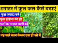 टमाटर में फूल फल बढ़ाने का उपाय तथा फू�