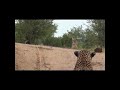 Male leopard provokes lioness