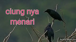 Download lagu masteran gacor utk pikat burung ciung batu liar suara pancingan park 5 || kicau suara burung mp3