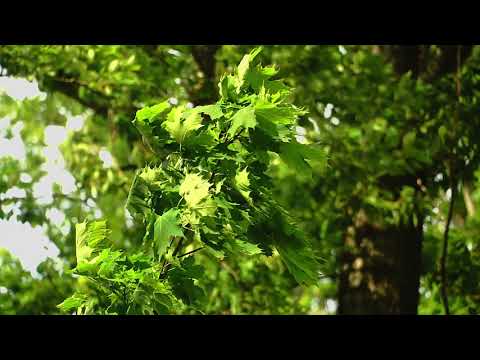 Mr Ravau - Missed call