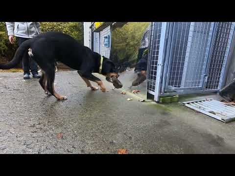 Hund auf einen Spiegel zulaufen