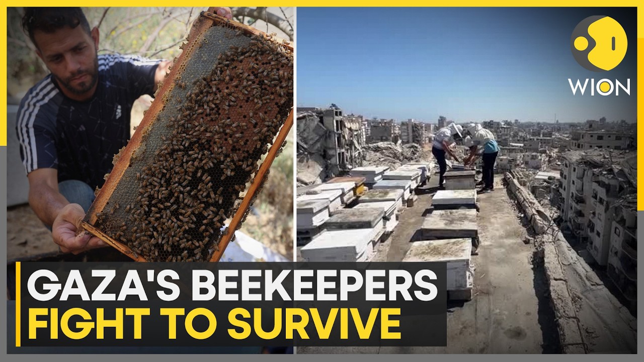95% of Gaza's Bee Sector Destroyed | WION News