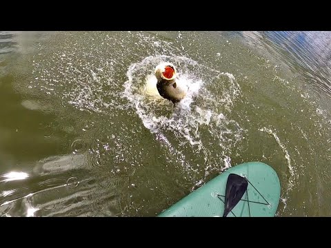 Sight Casting Crazy Big Fish