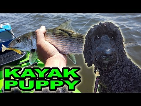 Kayak Puppy Fishing for Bonefish!!!
