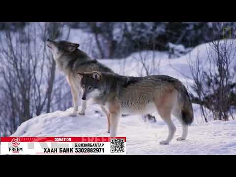 Чонотой таарсан нь