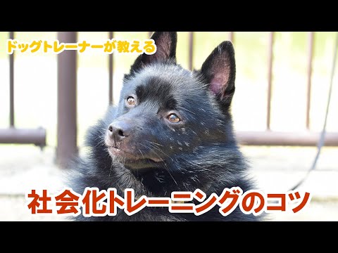成犬の社会化の仕方