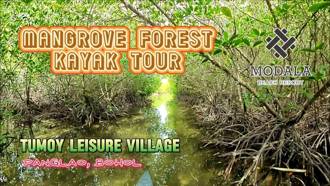 Embark on a virtual Doljo Mangrove Mini Forest tour.