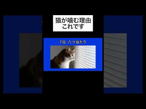 猫が飼い主を噛む理由を獣医師が解説
