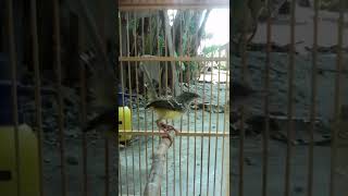 Download lagu suara ciblek betina manggil jantan dijamin langsung nyaut mp3