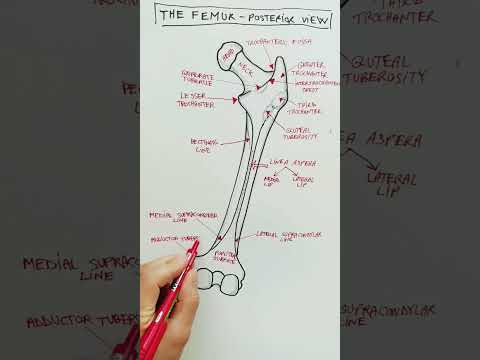 Drawing the Femur - posterior view #anatomy #lowerlimb #thigh #drawing