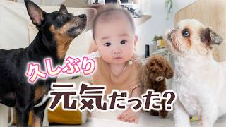 人間にとっての1週間は犬にとって1ヶ月…久しぶりの再会でフェス状態w