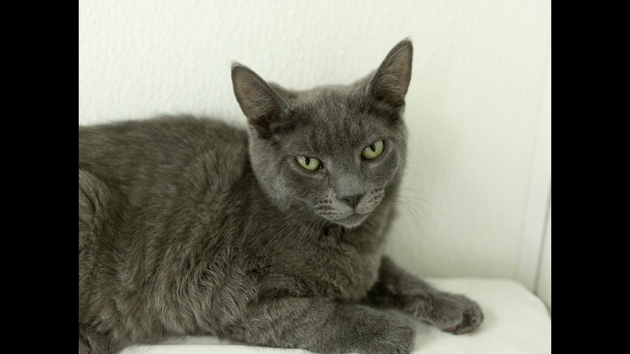 Enlarge Wuzzy, a Adoptable mixed breed in Monroe, WA video 6/6