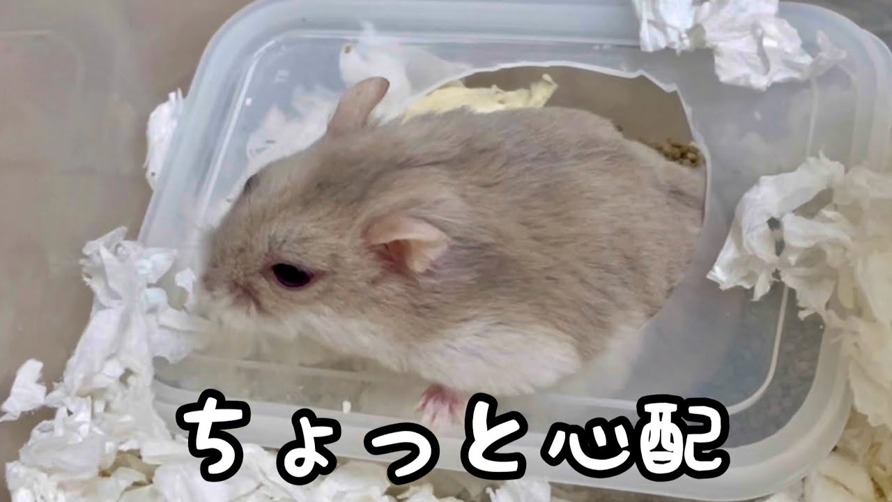 最近食べる量が減ったハムスター