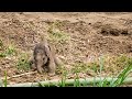 Wait For The Standing Cute Newborn Baby Elephant S Hilarious Struggle To Get Up