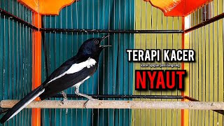 Download lagu kacer gacor NGEPLONG tarung ini paling ampuh buat PANCINGAN KACER agar EMOSI NYAUT mp3