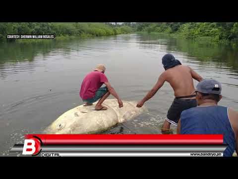 Dambuhalang Isda Natagpuan sa Karagatan ng Sariaya