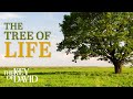 The Tree Of Life