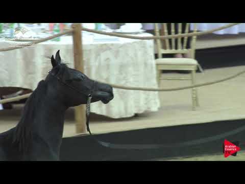 N.23 BASMA AL ADEED - 2019 Qatar Nat. Peninsula show - Yearling Fillies (Class 1B) .mp4