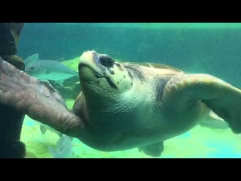会計学科 水族館 木村勝則滋賀県高島市！