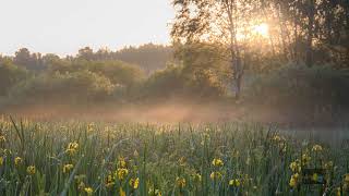 Schiller ft  Mike Oldfield - Morning Dew