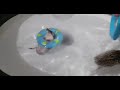 Hedgehogs Float With Tiny Tubes While Swimming in Washbowl - 1070097
