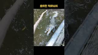 베트남 악어 진짜 힘 미쳤다ㄷㄷ (호치민 메콩강에서 악어 낚은썰) #악어낚시 #호치민 #메콩강투어 #악어힘 …
