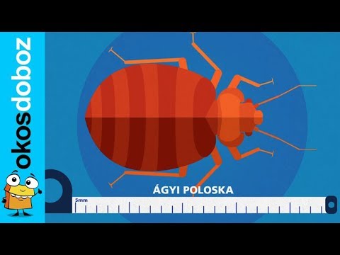 hogyan lehet pinwormokat és roundwormokat szerezni létfontosságú ostrovsky egészségügyi garancia a paraziták ellen