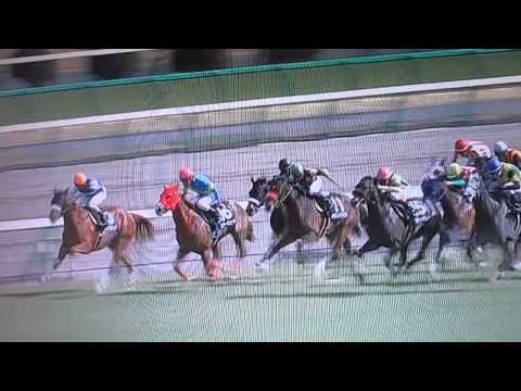 Horse Racing in Tokyo City Cup.